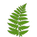 Favicon of Niguro